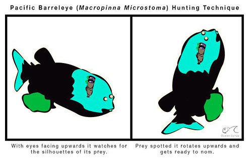 Is the deep-sea barreleye fish the most fascinating creature?
