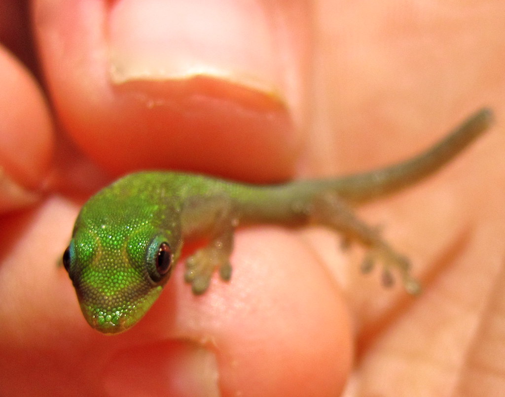 Lizard Tail Shedding: Proven Safety Mechanism for Survival